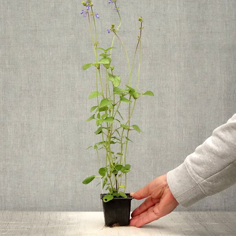 Salvia setulosa  8/9 cm pot sample as delivered in summer
