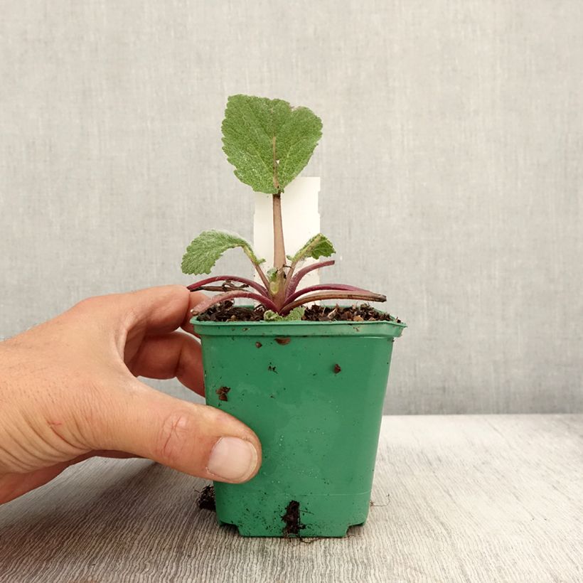 Salvia sclarea 8/9 cm pot sample as delivered in autumn