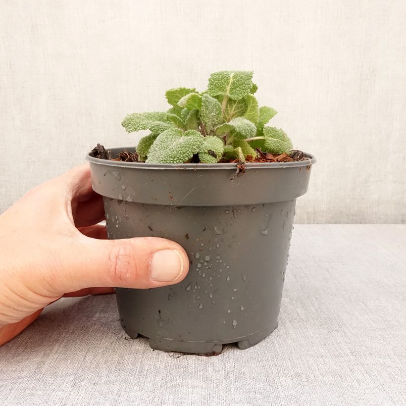 Salvia sclarea 8/9 cm pot sample as delivered in spring