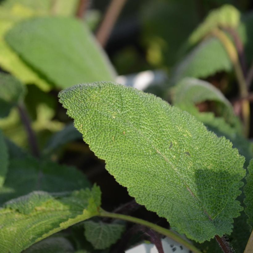 Salvia sclarea Vatican White (Foliage)