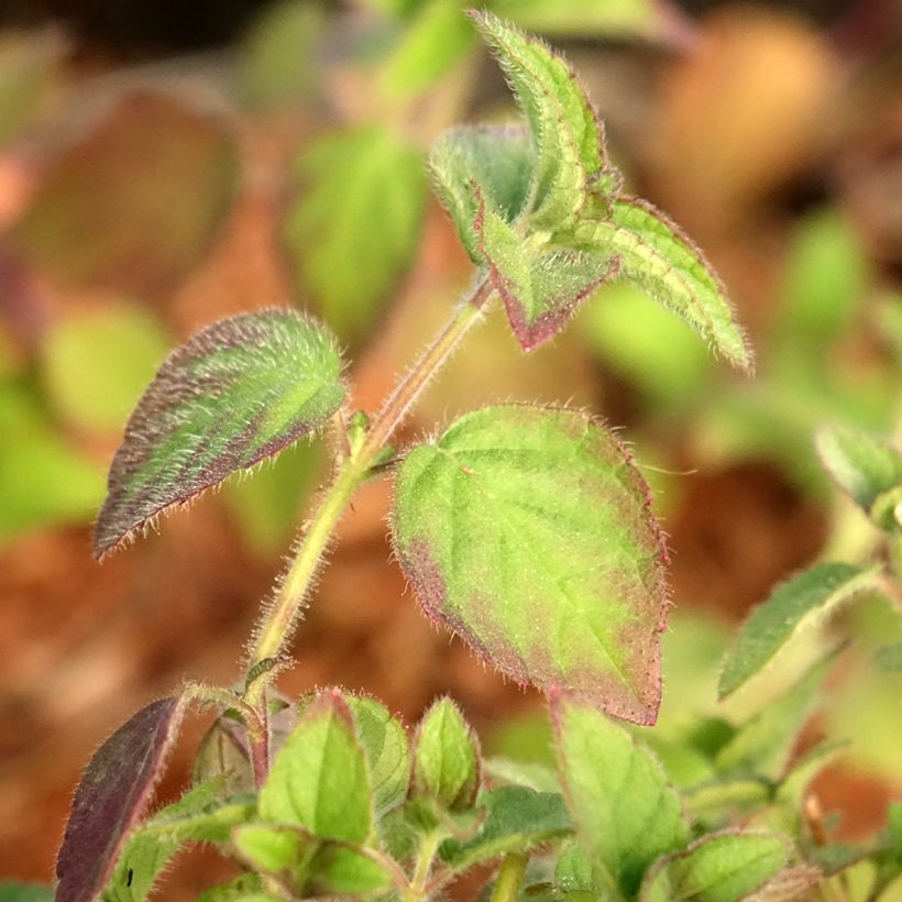 Salvia elegans Tangerine (Foliage)