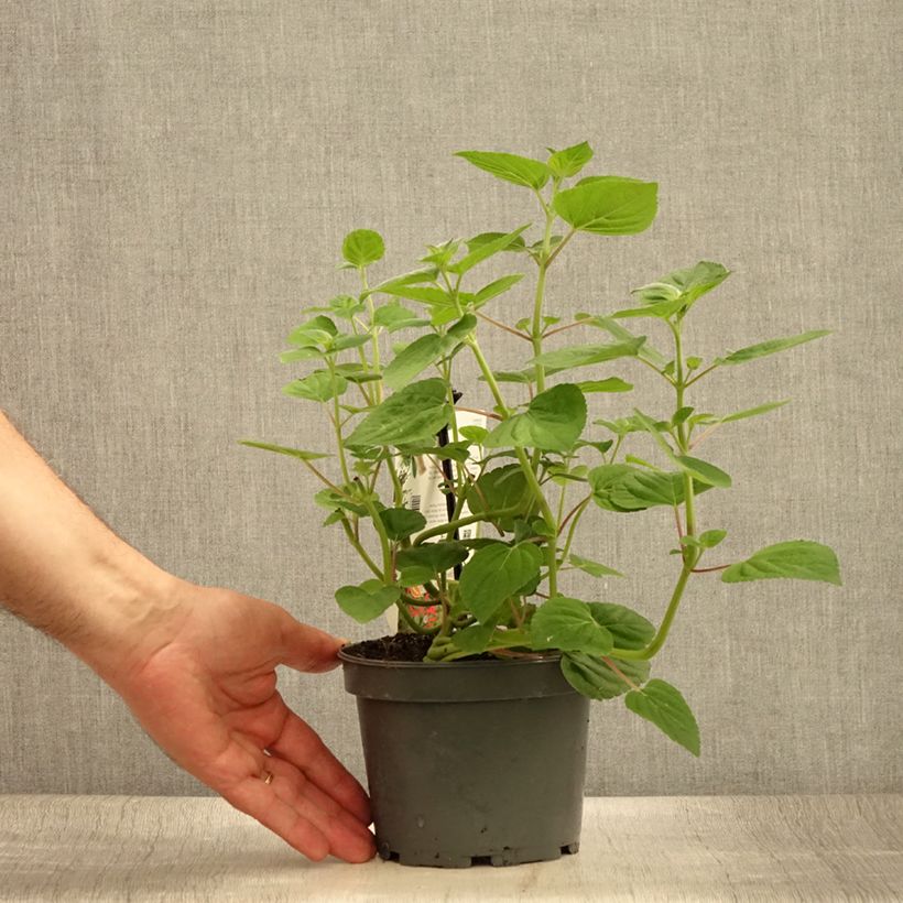 Salvia elegans Tangerine 1.5L/2L pot sample as delivered in summer