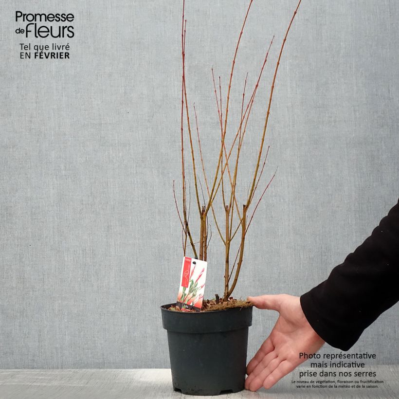 Salix integra Flamingo - Flamingo Willow 2L/3L pot sample as delivered in winter