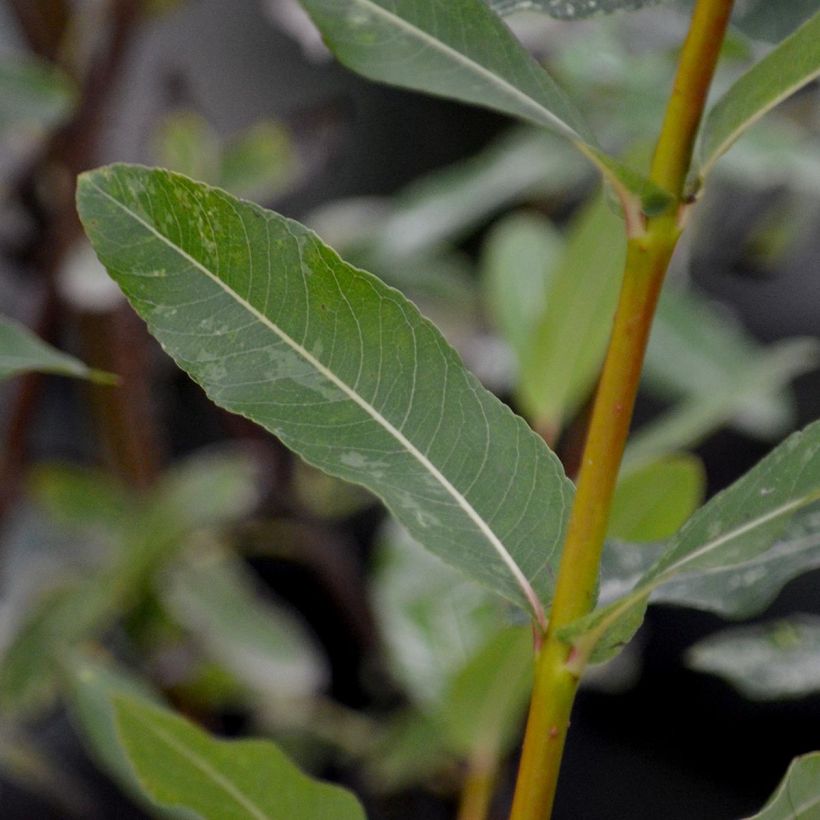 Salix integra Hakuro-Nishiki - Flamingo Willow (Foliage)