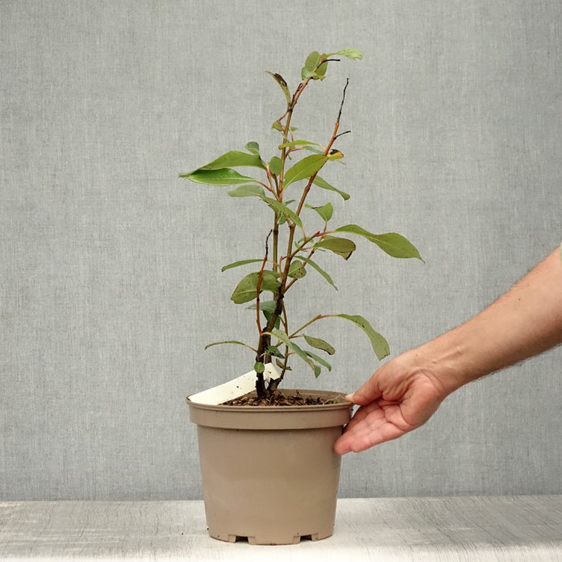 Salix magnifica - Willow 4L/5L pot sample as delivered in summer