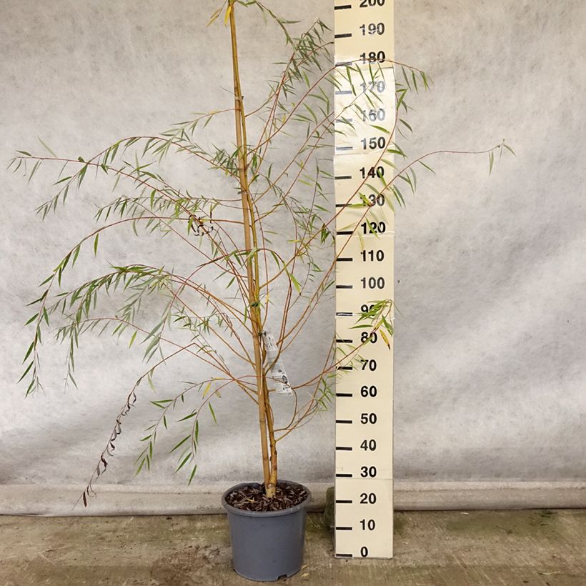 Salix alba Tristis - White Willow 7.5L/10L pot sample as delivered in autumn