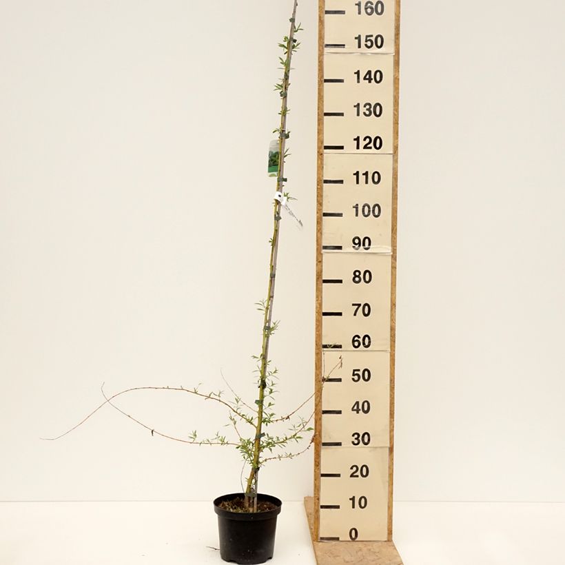 Salix alba Tristis - White Willow 4L/5L pot sample as delivered in spring