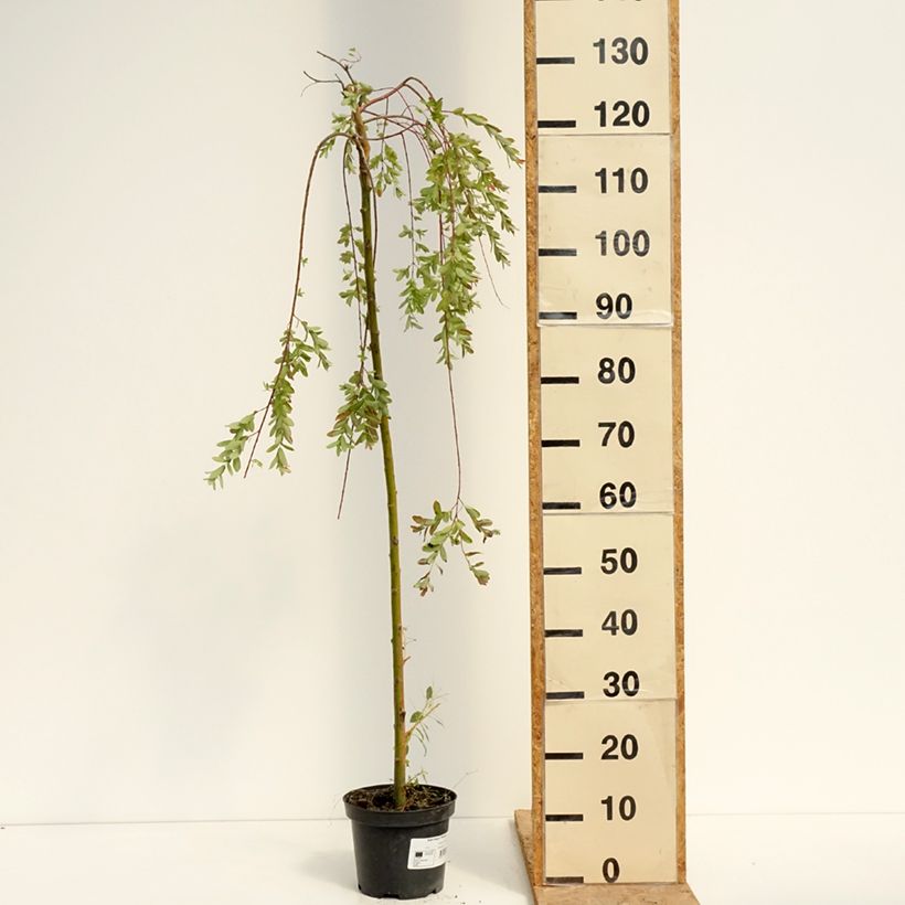 Salix integra Pendula - Dappled Willow 3L/4L pot sample as delivered in summer