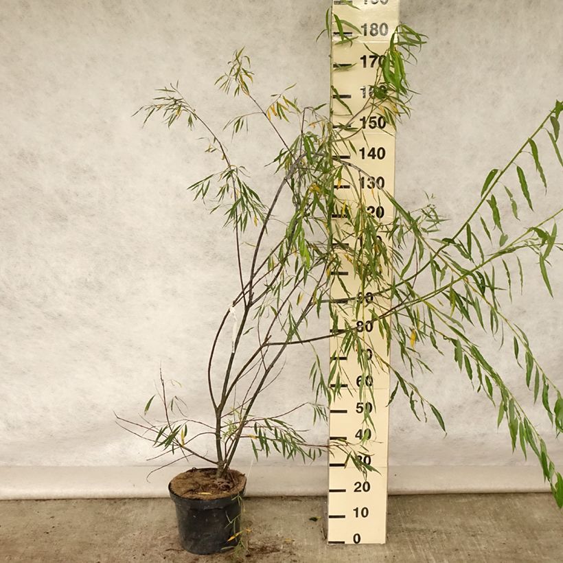Salix acutifolia Blue Streak - Willow 7.5L/10L pot sample as delivered in summer