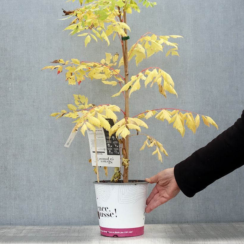 Koelreuteria paniculata Coral Sun 3L/4L pot sample as delivered in autumn