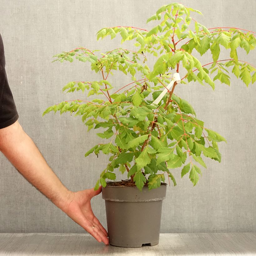 Koelreuteria paniculata Coral Sun 7.5L/10L pot sample as delivered in summer