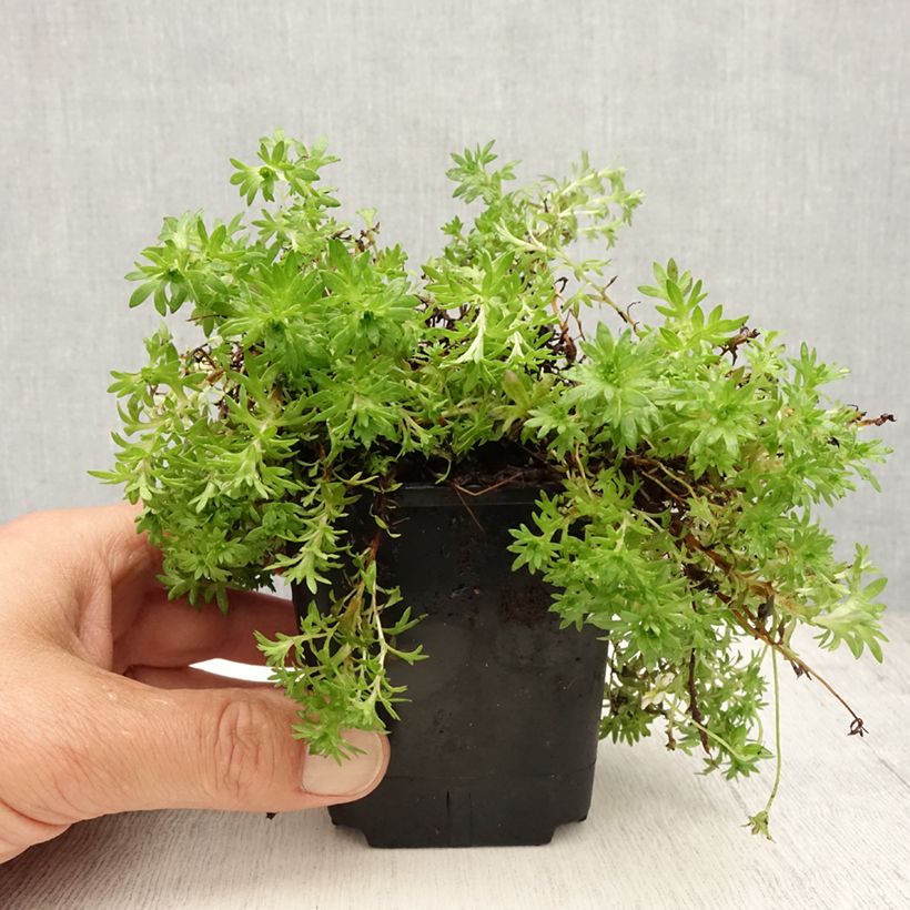 Saxifraga arendsii Compactum 8/9 cm pot sample as delivered in summer