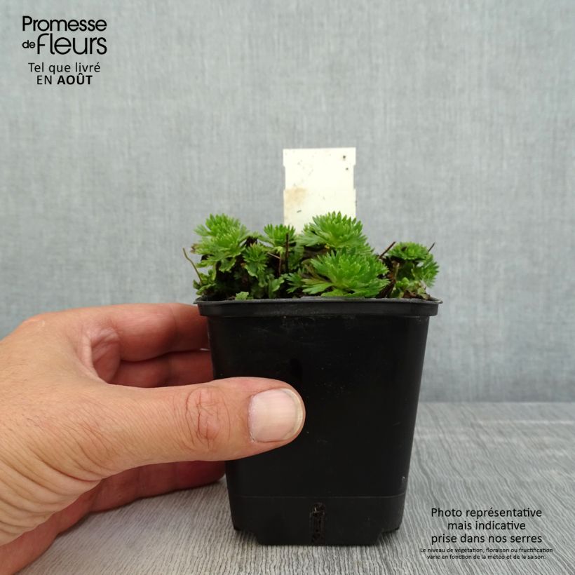 Saxifraga arendsii Wares Crimson 8/9 cm pot sample as delivered in summer