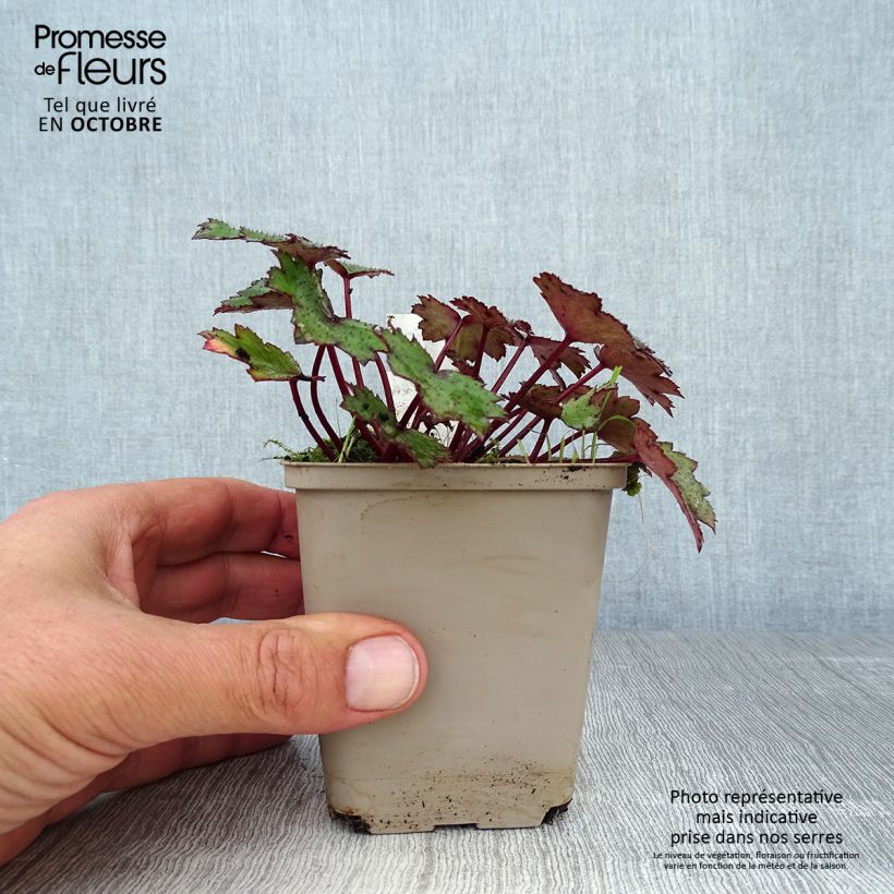 Saxifraga cortusifolia Black Ruby 8/9 cm pot sample as delivered in autumn