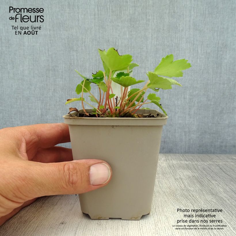 Saxifraga cortusifolia Shiranami 8/9 cm pot sample as delivered in summer