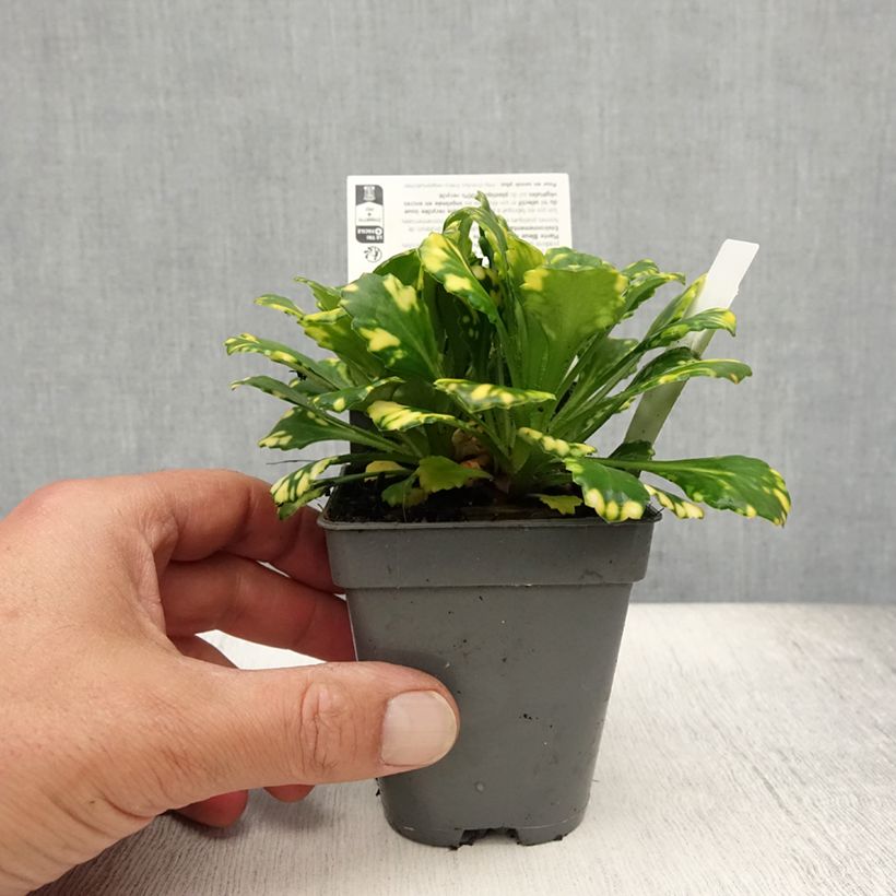 Saxifraga x urbium Aureopunctata 8/9 cm pot sample as delivered in summer