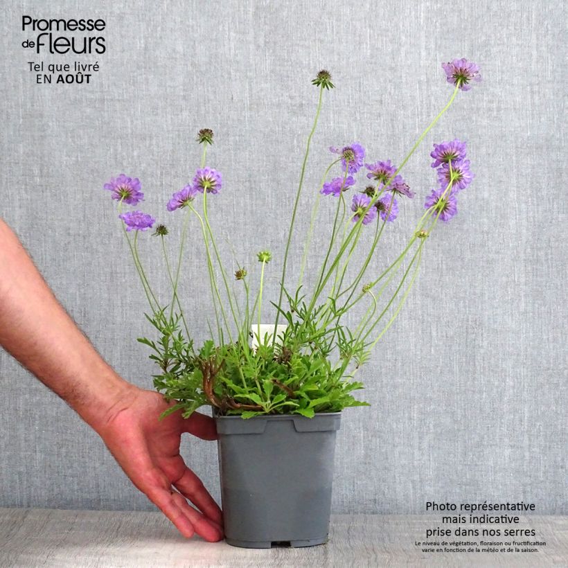 Scabiosa columbaria Butterfly Blue 2L/3L pot sample as delivered in summer