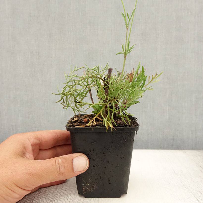 Scabiosa ochroleuca 8/9 cm pot sample as delivered in summer