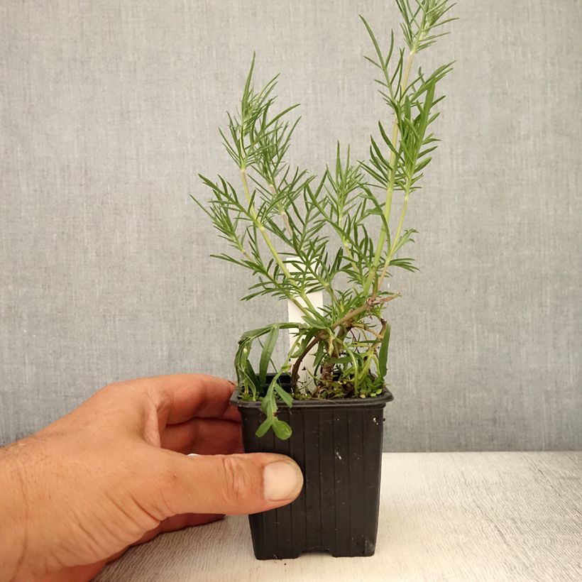 Scabiosa canescens 8/9 cm pot sample as delivered in summer