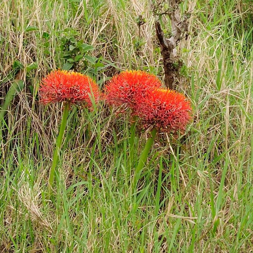 Scadoxus multiflorus subsp multiflorus (Plant habit)