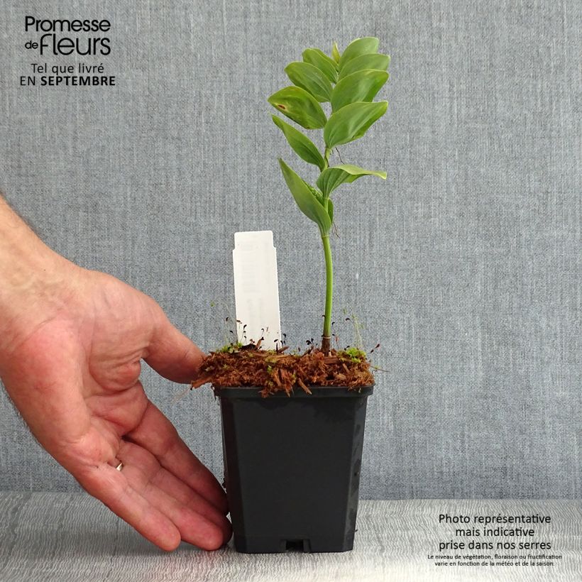 Polygonatum commutatum - Solomon's Seal 8/9 cm pot sample as delivered in summer