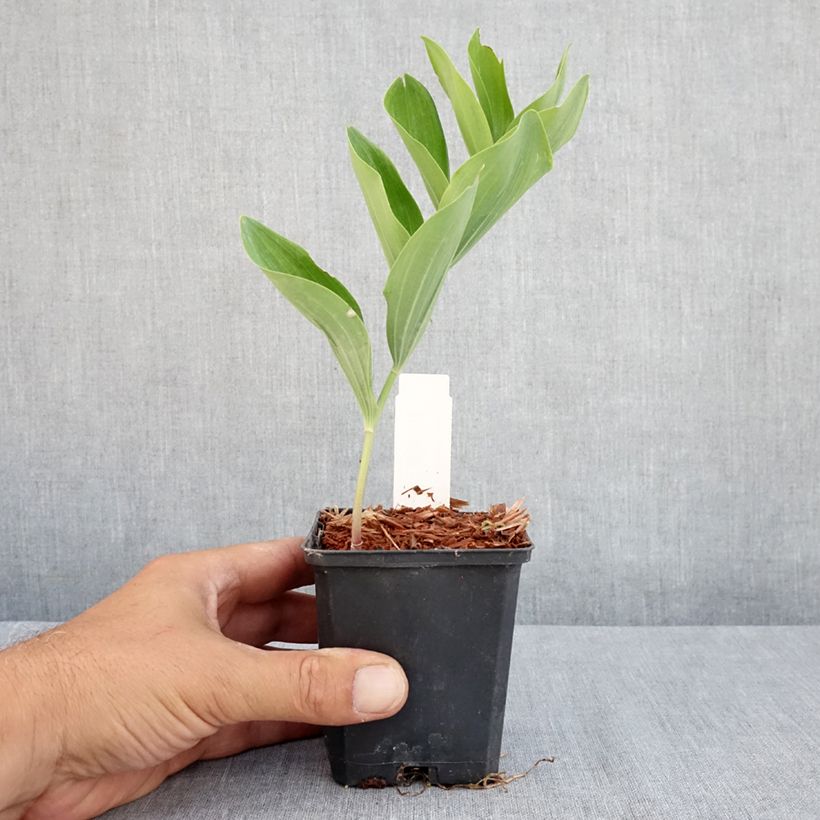 Polygonatum multiflorum - Solomon's Seal 8/9 cm pot sample as delivered in summer