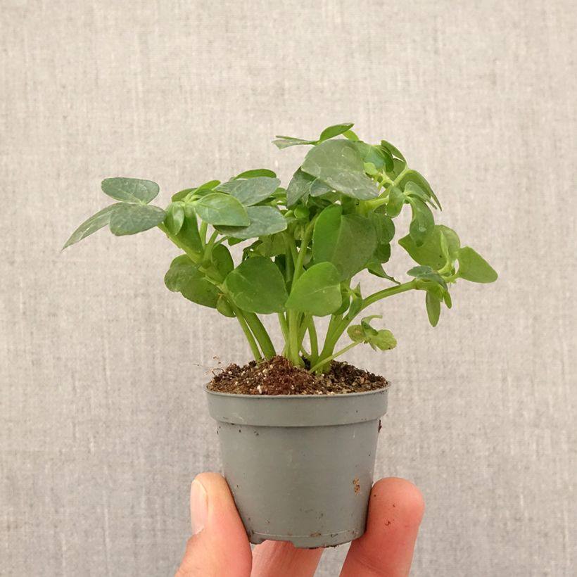 Schefflera arboricola - Umbrella tree Mini-plante sample as delivered in spring