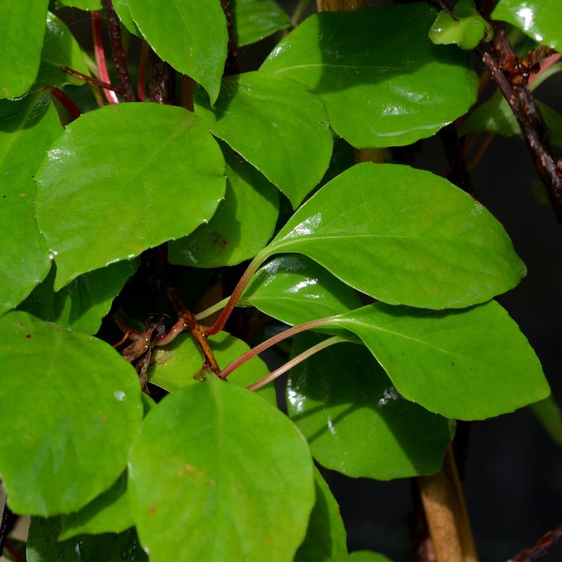 Schisandra rubriflora (Foliage)