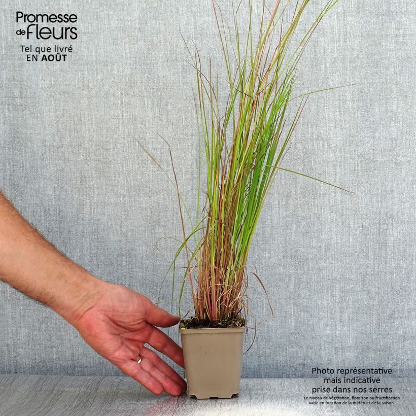 Schizachyrium scoparium Blaze 8/9 cm pot sample as delivered in summer