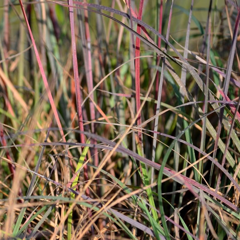 Schizachyrium scoparium Blue Heaven (Foliage)