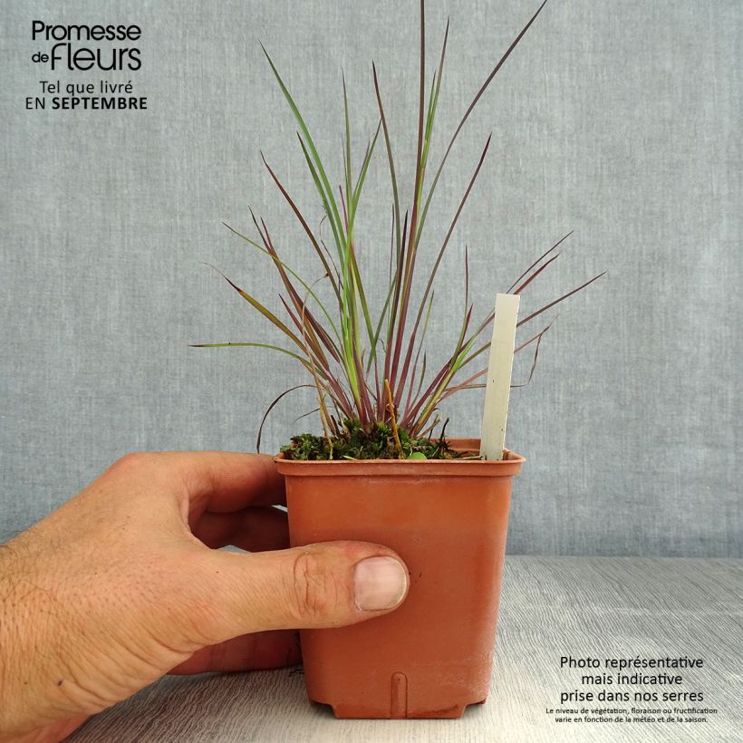 Schizachyrium scoparium Blue Heaven 8/9 cm pot sample as delivered in summer