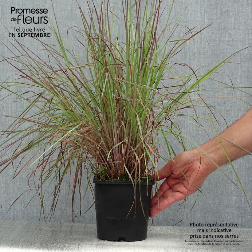 Schizachyrium scoparium Blue Heaven 2L/3L pot sample as delivered in summer