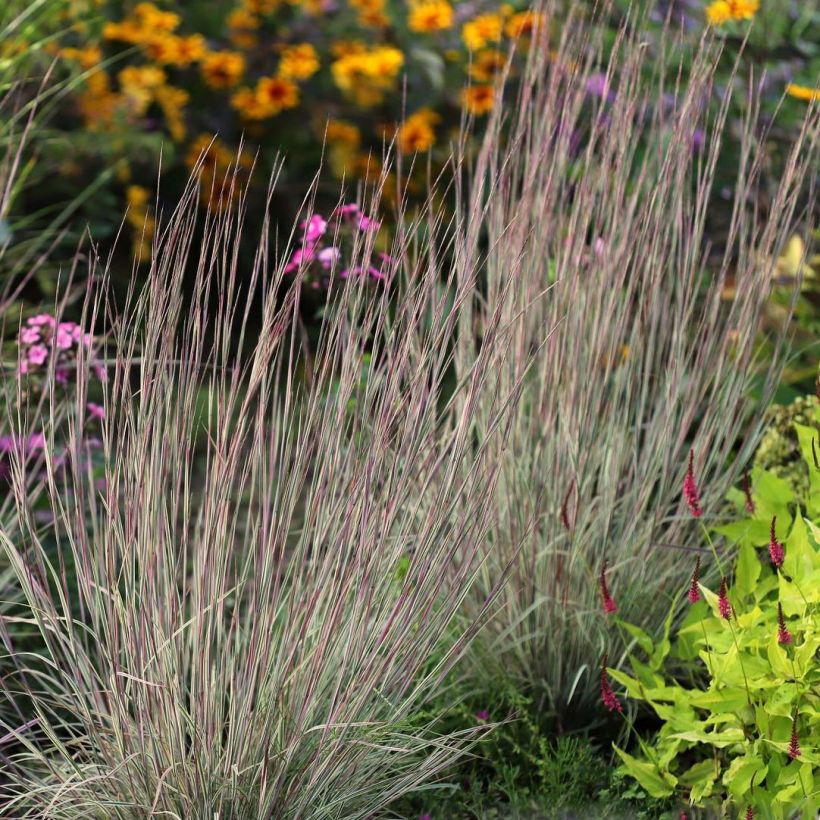 Schizachyrium scoparium Chameleon (Foliage)