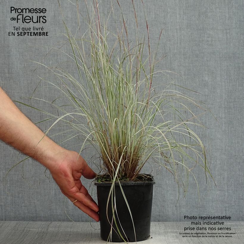 Schizachyrium scoparium Chameleon 2L/3L pot sample as delivered in summer
