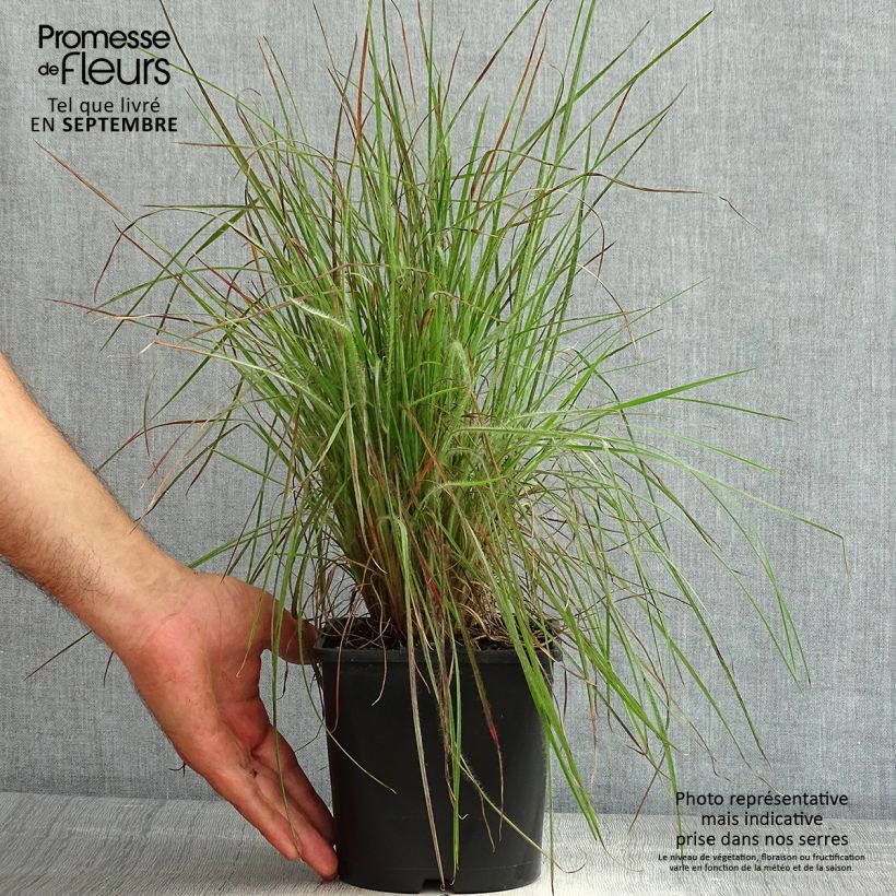 Schizachyrium scoparium Ha Ha Tonka 2L/3L pot sample as delivered in summer
