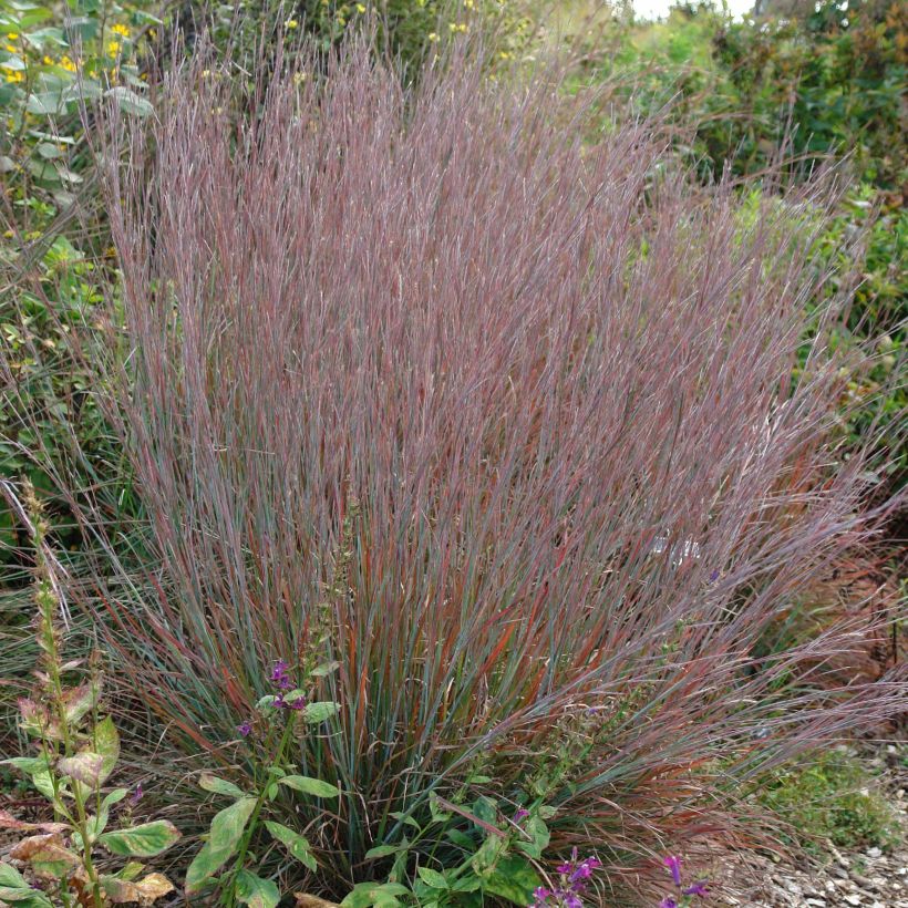 Schizachyrium scoparium Standing Ovation (Plant habit)