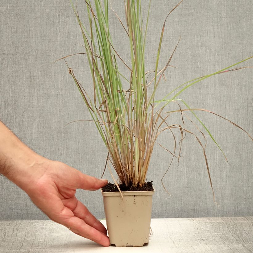 Schizachyrium scoparium Standing Ovation 8/9 cm pot sample as delivered in summer