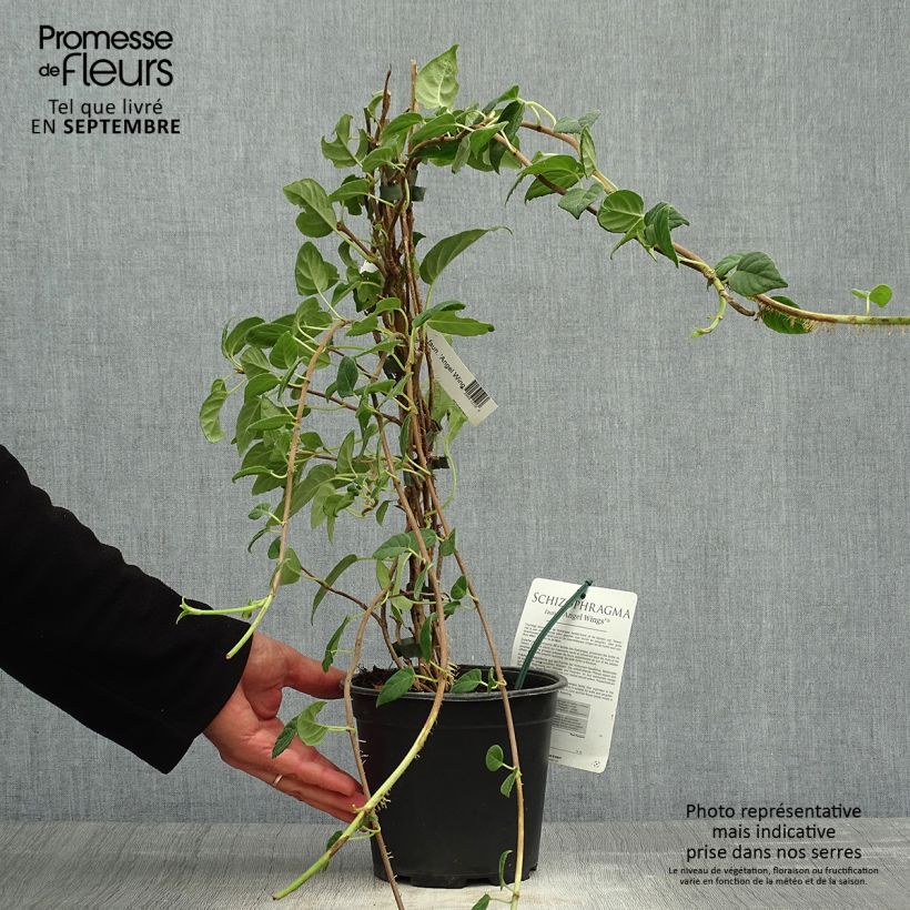 Schizophragma fauriei Angel Wings 2L/3L pot sample as delivered in autumn