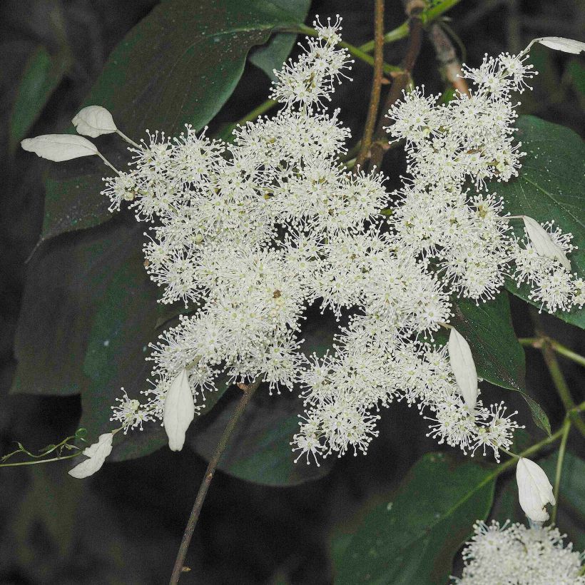 Schizophragma fauriei Angel Wings (Flowering)