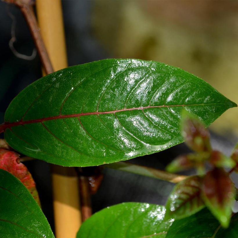 Schizophragma hydrangeoides (Foliage)