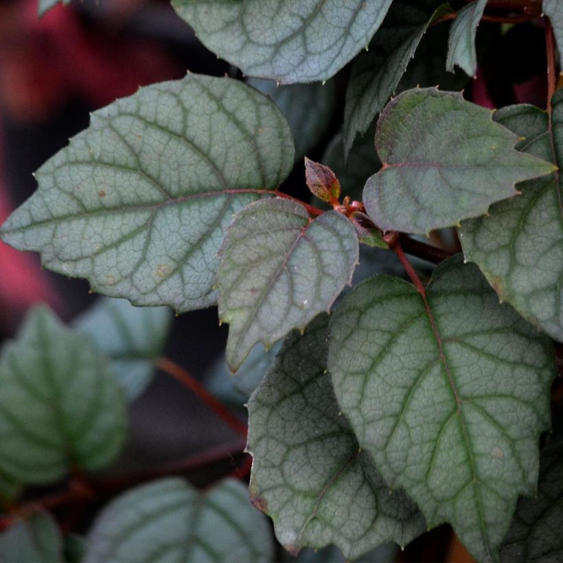 Schizophragma hydrangeoïdes Moonlight (Foliage)