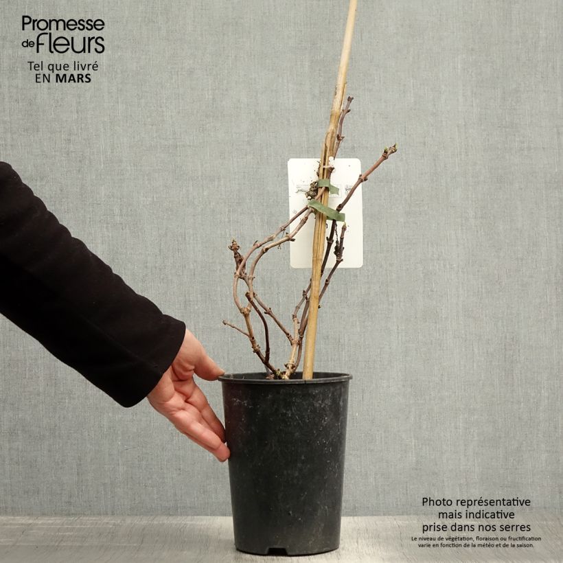 Schizophragma hydrangeoides Snow Sensation - Faux hortensia grimpant - pot de 3L/4L sample as delivered in spring