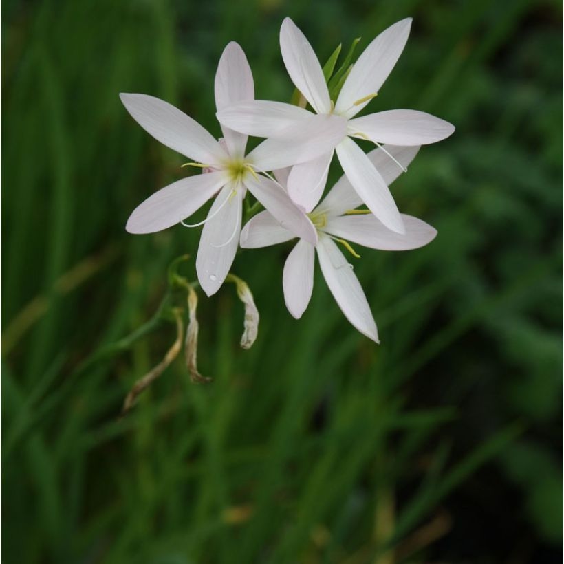 Schizostylis coccinea Alba (Plant habit)