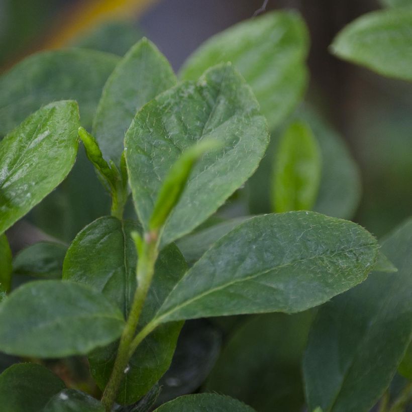 Azalea japonica Schneewittchen (Foliage)