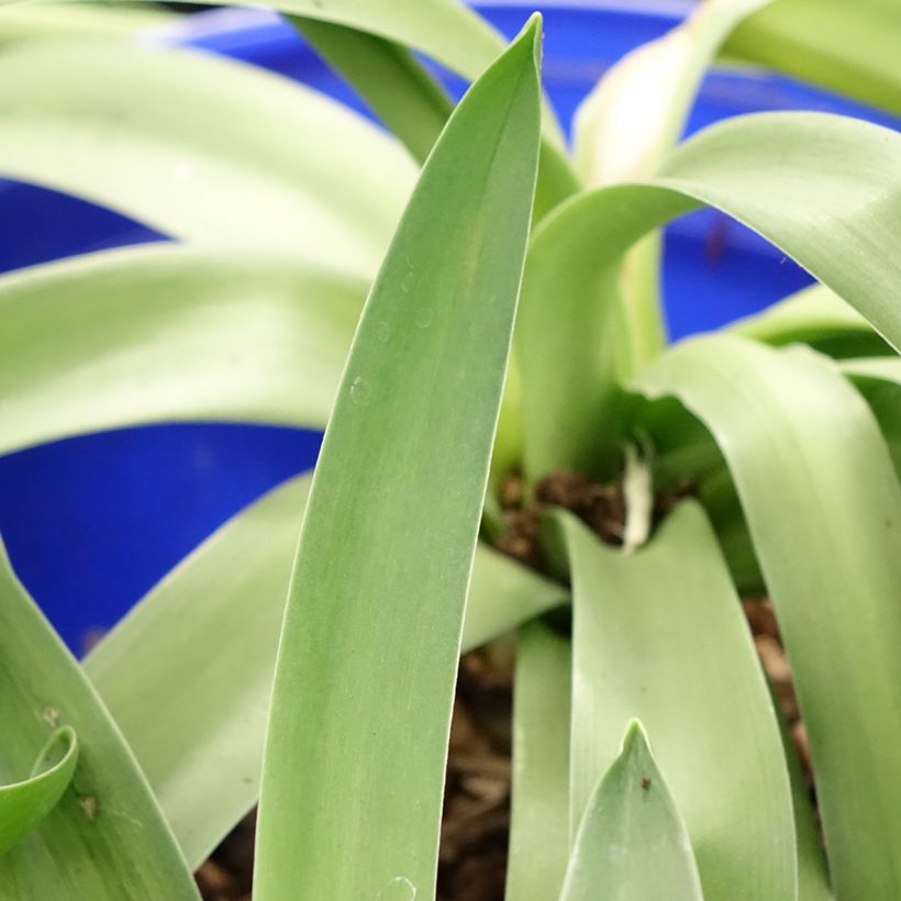 Scilla peruviana (Foliage)