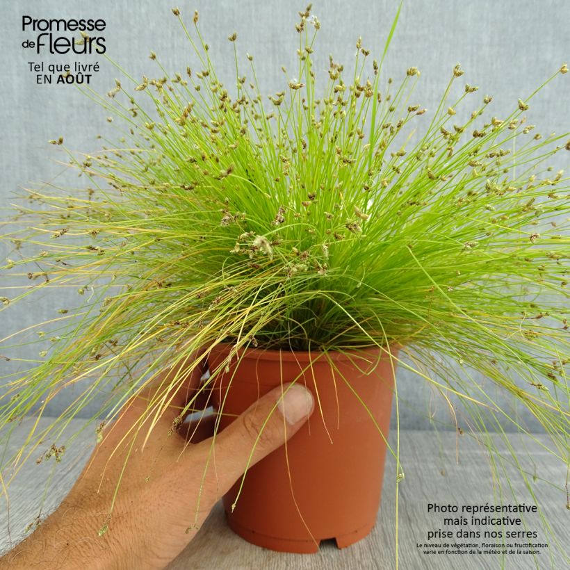 Scirpus cernuus - Fibre Optic Grass 1L/1.5L pot sample as delivered in summer