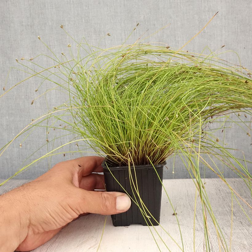 Scirpus cernuus - Fibre Optic Grass 7/8 cm pot sample as delivered in summer