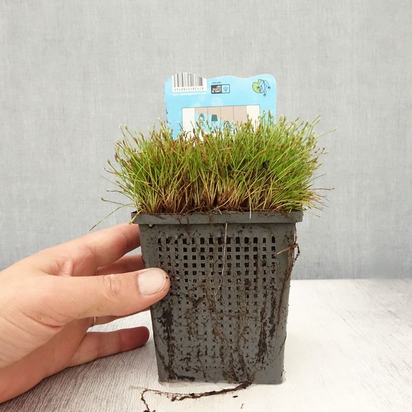 Scirpus isolepsis 1L/1.5L pot sample as delivered in summer