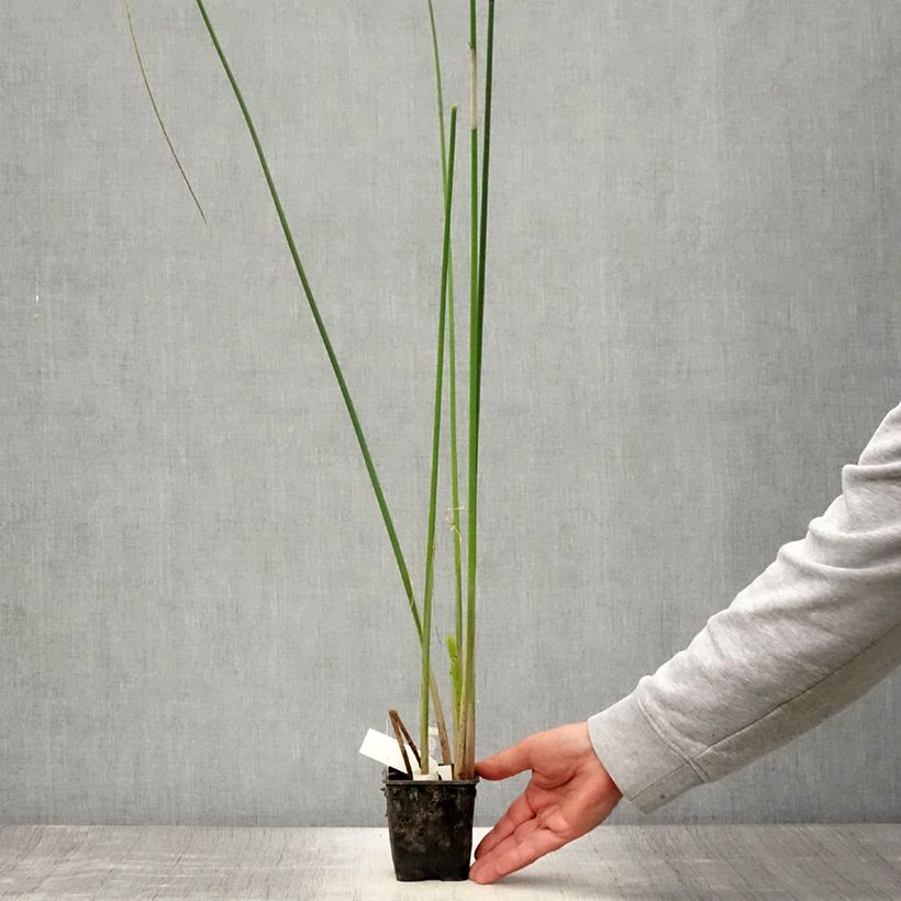 Scirpus mucronatus  8/9 cm pot sample as delivered in summer