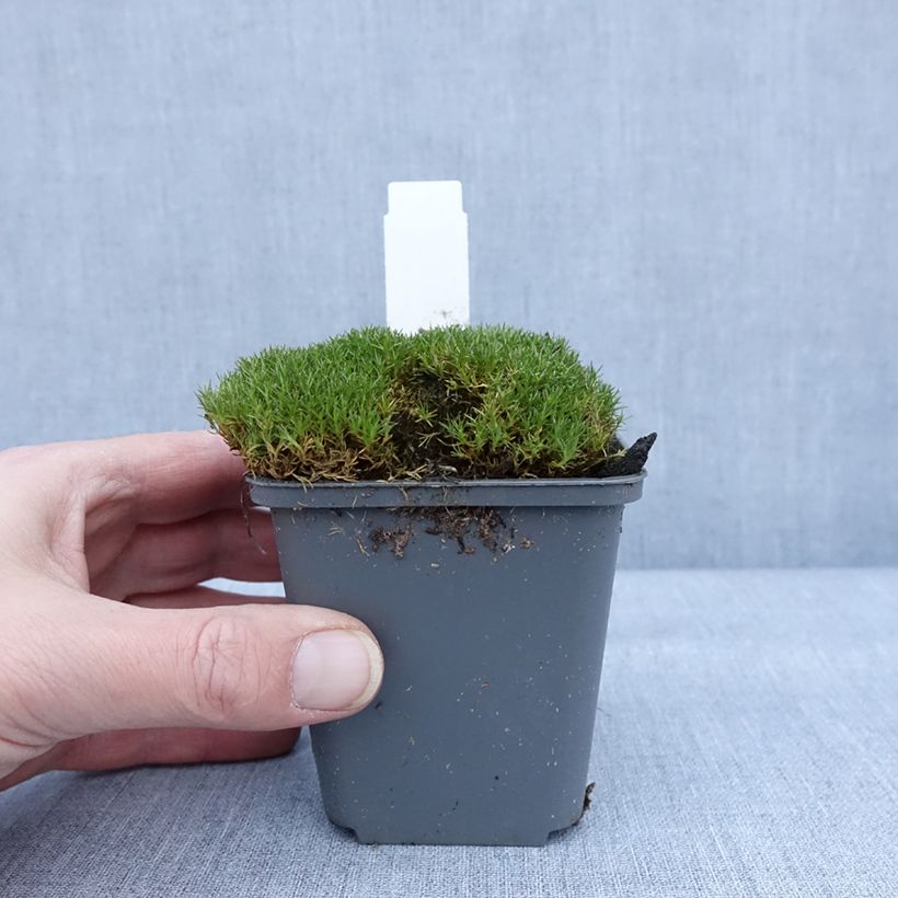 Scleranthus uniflorus Bronze - Scléranthe Godet de 8/9 cm sample as delivered in winter